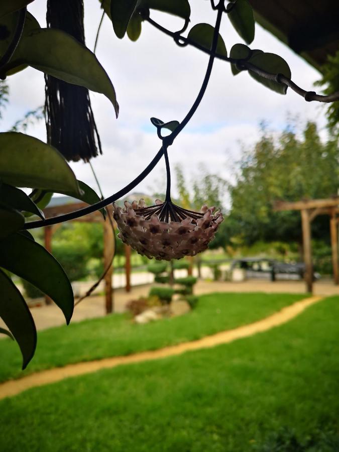 Pensjonat Casa Da Ferreirinha Faldejaes Zewnętrze zdjęcie